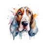 Basset Hound