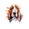 Basset Hound