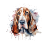 Basset Hound