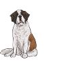 Saint-Bernard Chien Saint-Bernard