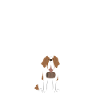 Saint-Bernard Chien Saint-Bernard