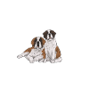 Saint-Bernard Chien Saint-Bernard