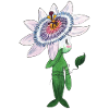 Passiflora