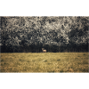Young deer