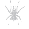 My pet's name is Theraphosa Blondi