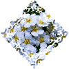 Fleurs blanches