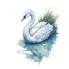 Graceful swan watercolor painting