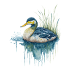 Canard aquarelle