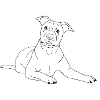 American Staffordshire Terrier