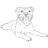 American Staffordshire Terrier