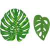 Monstera