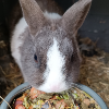 Kaninchen