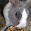 Kaninchen 2