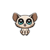 Galago