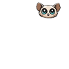 Galago