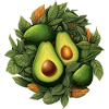 Avocado