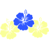 Fleurs d’hibiscus