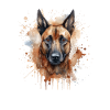 Belgian Malinois