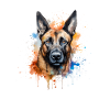 Malinois belge