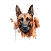 Belgian Malinois