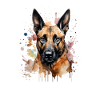 Belgian Malinois
