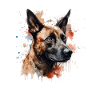 Belgian Malinois