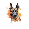 Belgian Malinois