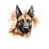 Belgian Malinois
