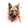 Malinois belge
