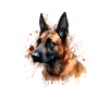 Belgian Malinois