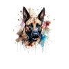 Belgian Malinois