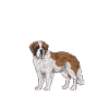 Saint-Bernard Chien Saint-Bernard