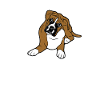 Boxer Dog Gifts