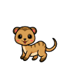 Mangoustes Mangoustes Suricates