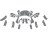 Mon animal s’appelle Brachypelma Smithi
