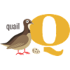 QUAIL