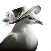 An elegant White Dove