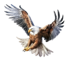 Amerikanischer Adler