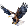 Bald eagle