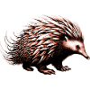 Échidné