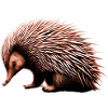 Echidna