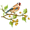 Bunter Vogel