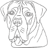 Boerboel