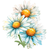 Marguerites