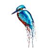 Martin-pêcheur aquarelle