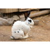 Rabbit (in german Kaninchen)