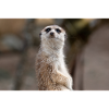 Erdmännchen Suricata suricatta