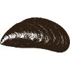 moule mussel