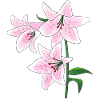Lily Flower