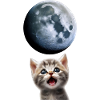 Cat meowing to the moon